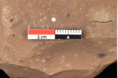 Foto (Detailsansicht) von Quercus palaeoilex Ettingshausen (NHMW-GEO-2024-0188-0872)